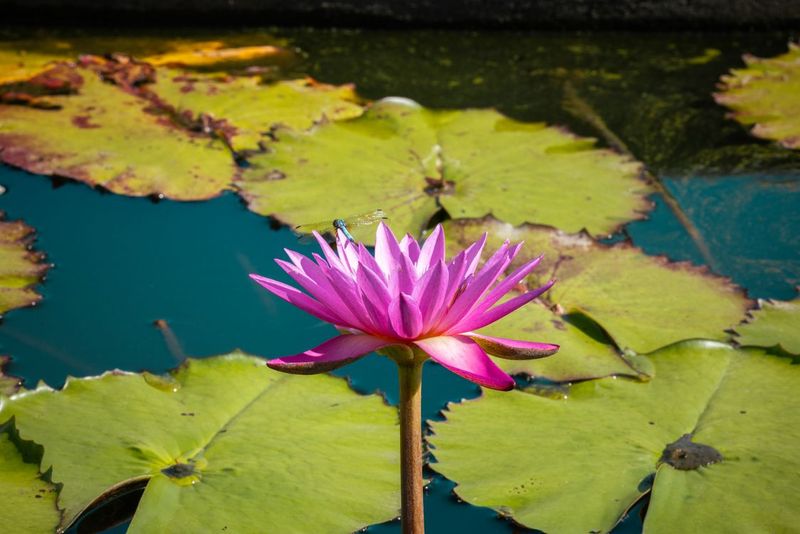 Water Lilies Shelter Growing Nymphs