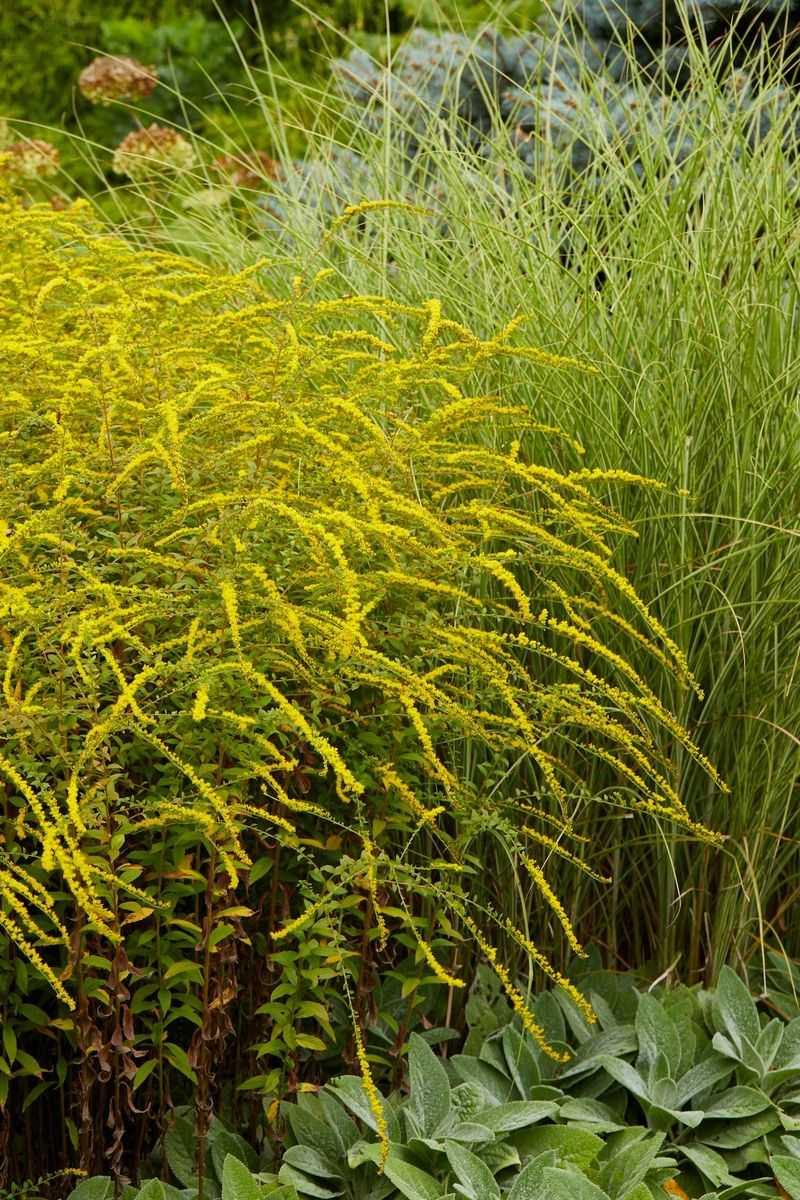 Goldenrod Feeds Fall Pollinators Without The Guilt
