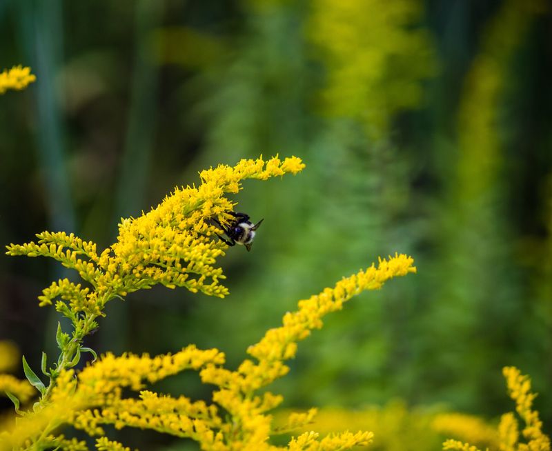 Goldenrod