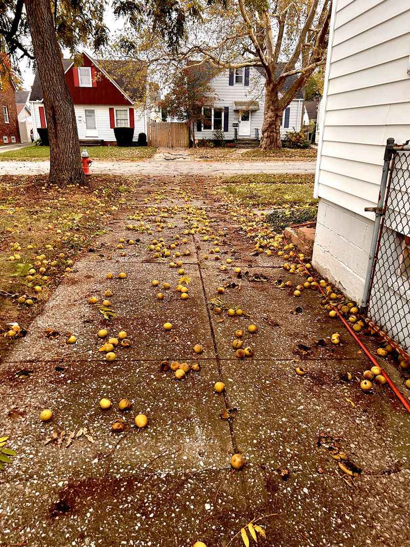 Manage Nuts, Pets, Horses, and Treated Trees Carefully