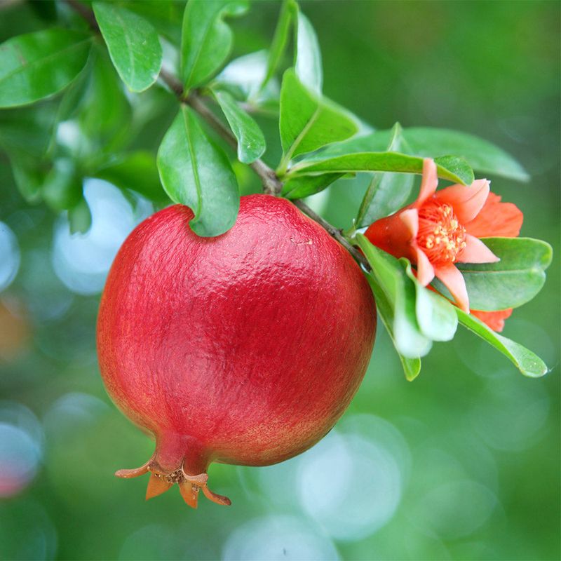 Pomegranates Burst With Color And Flavor