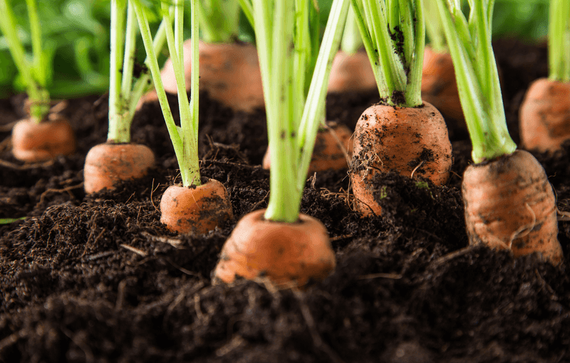 Carrots Turn Into Buried Candy By October