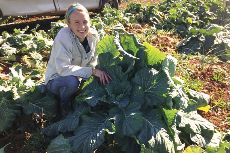 Collards Are The Backbone Of A Carolina Fall