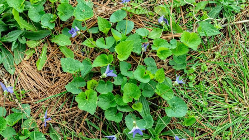 Plan For Rhizomes And New Seedlings