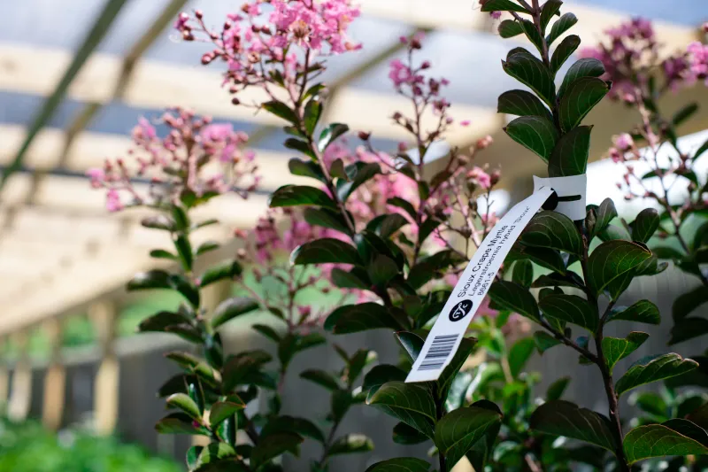 Let Region And Cultivar Set Expectations