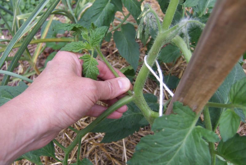Support the Plant Without Forcing New Growth
