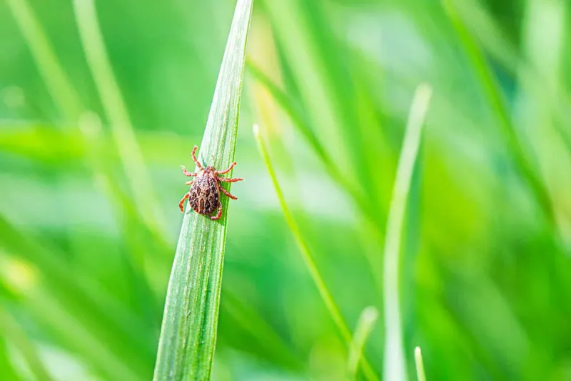 Use Targeted Pest Management Instead