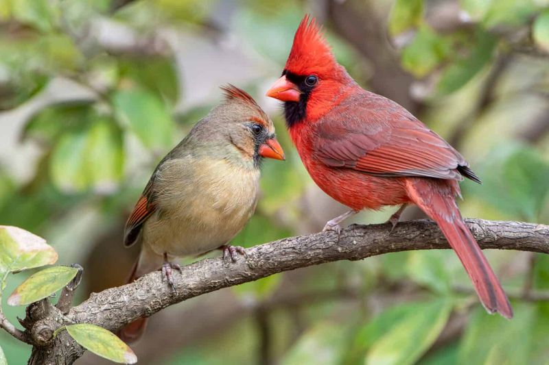 Let The Bird Carry The Meaning You Choose