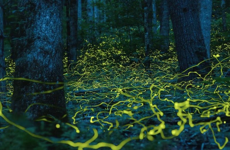 Season, Weather, and Species Change What You See