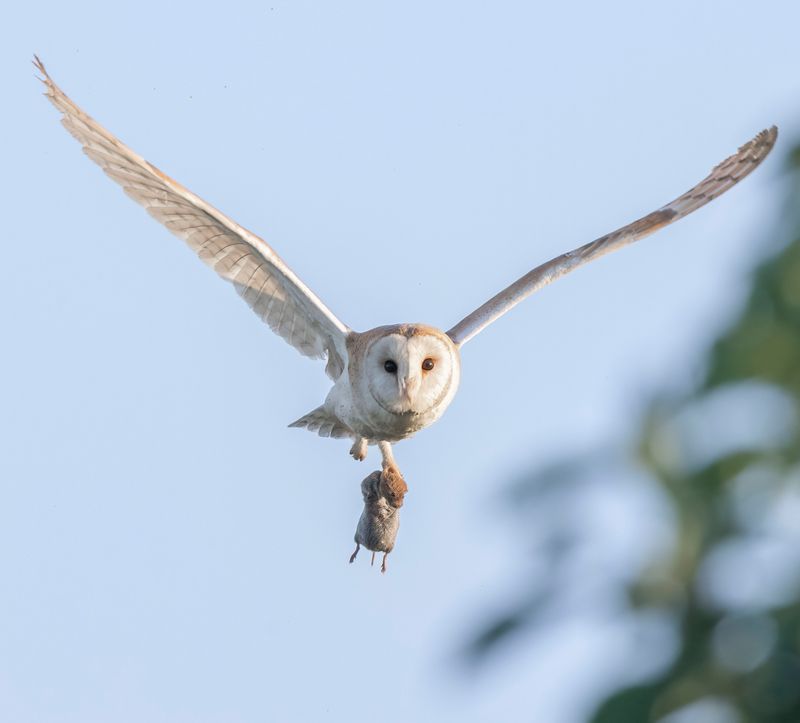 Owls May Hunt Rodents, but Results Vary