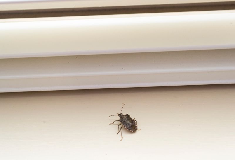 Seal The Entry And Remove Indoor Bugs Carefully