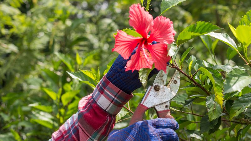 Use Summer Pinching Sparingly