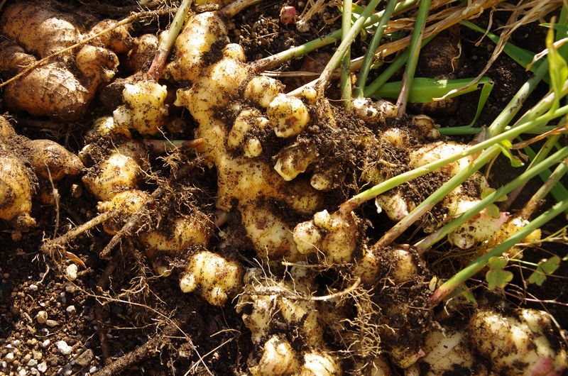 Harvest Young Ginger Or Wait For Maturity