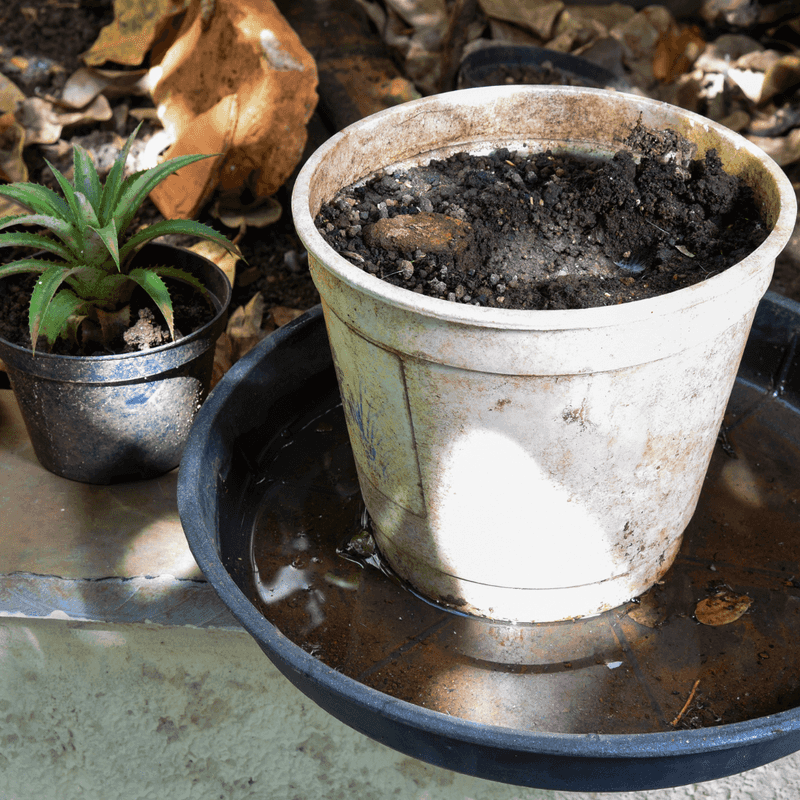Start Mosquito Control With Water