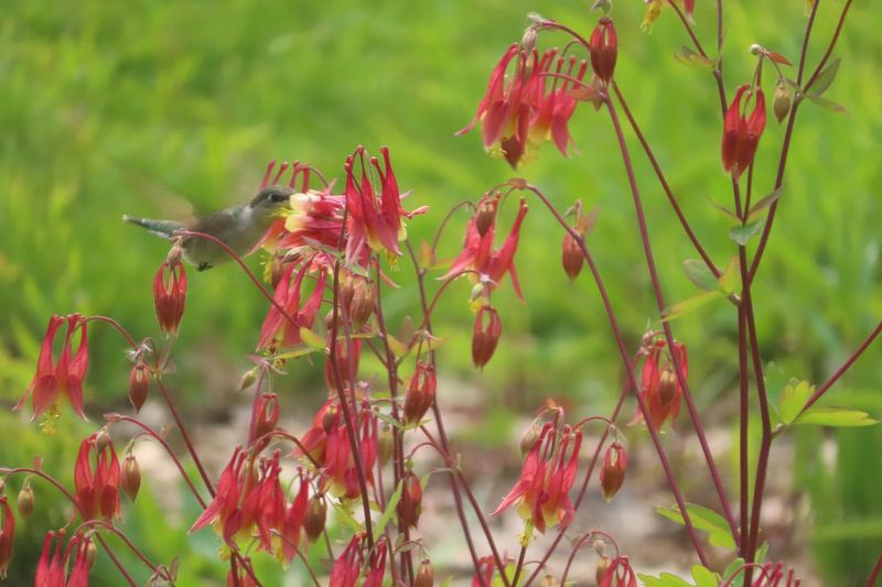 Extend Nectar Beyond Cardinal Flower’s Bloom Window