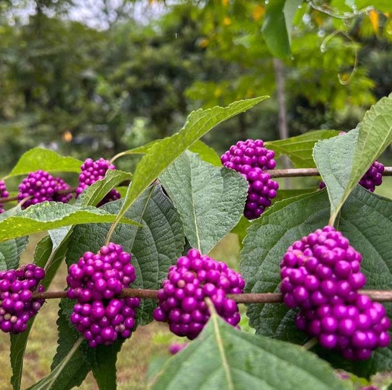 Expect Seasonal Color, Fruit, and Bare Branches