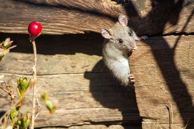 Close the Roof-Rat Routes