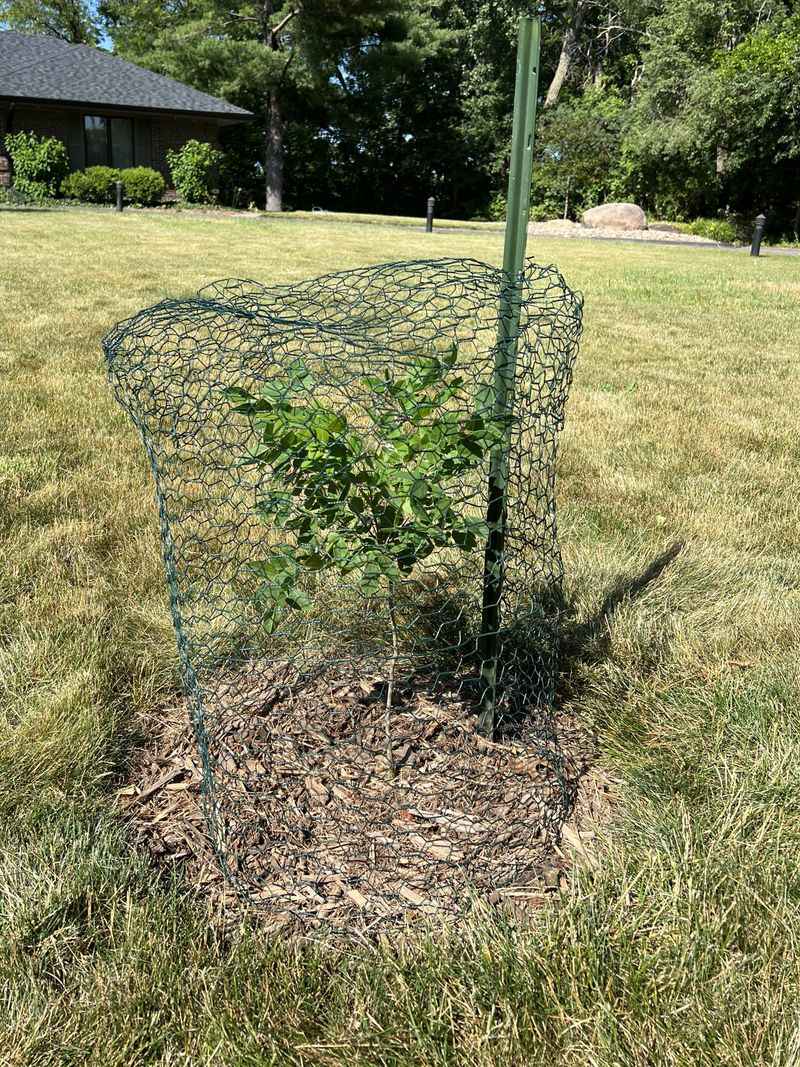 Protecting Young Trees In Pennsylvania's Wild Weather