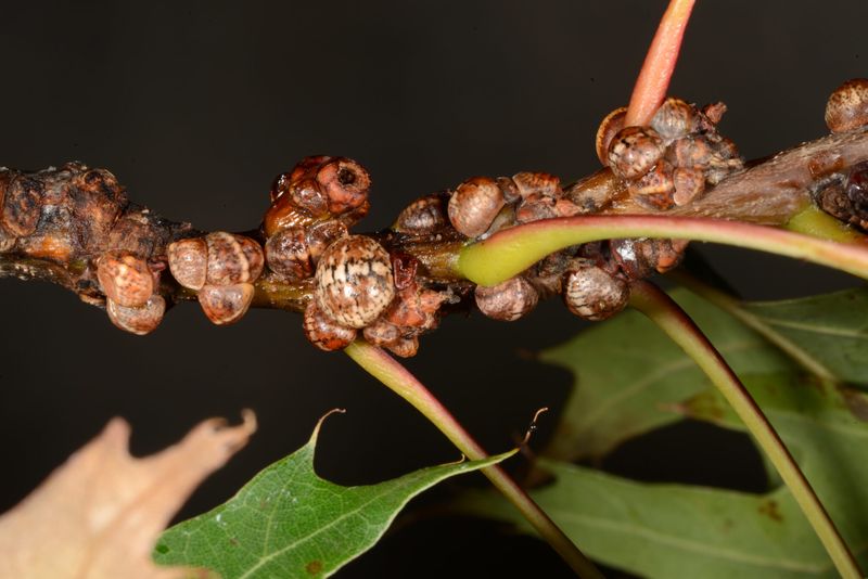 Heavy, Repeated Infestations Create the Greater Risk