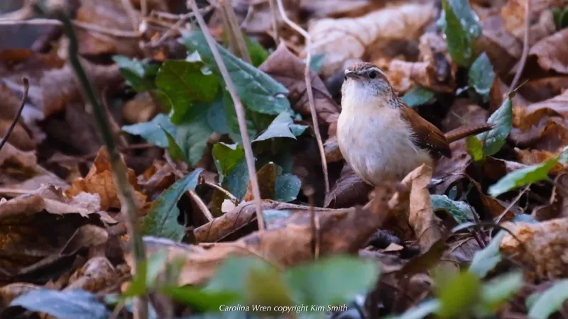 Carolina Wrens Find Riches In Your Leaf Litter