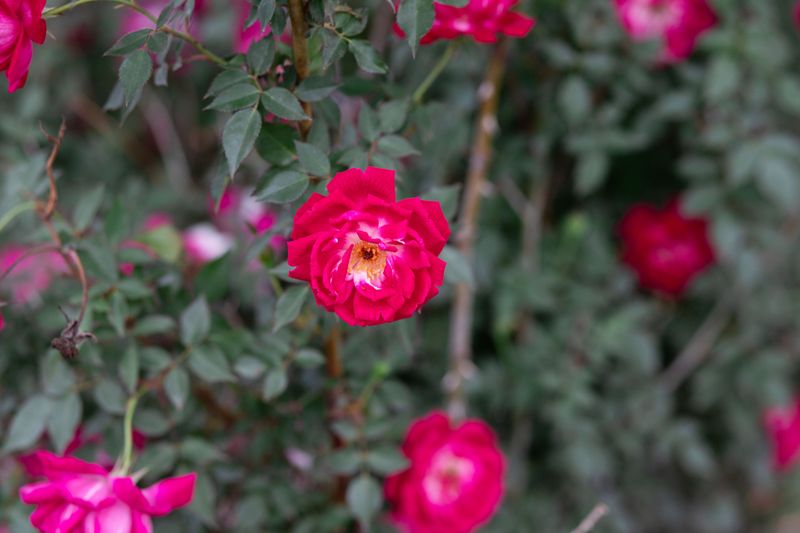 Old Garden Roses Bring Enduring Toughness