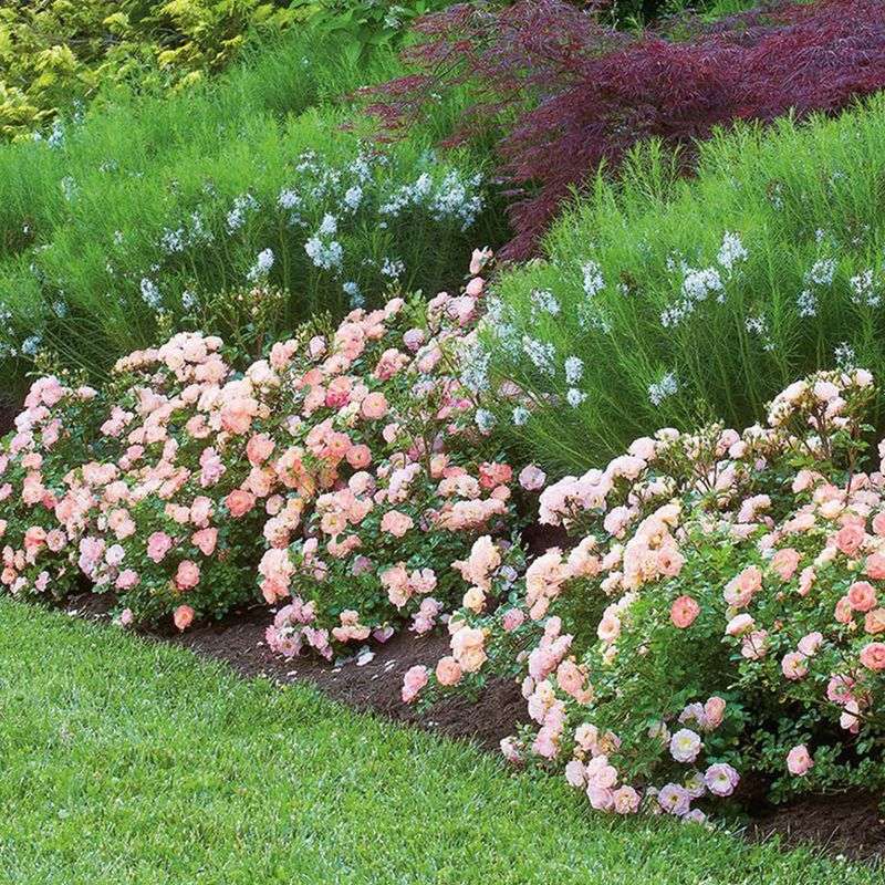 Drift Roses Solve The Small Space Problem