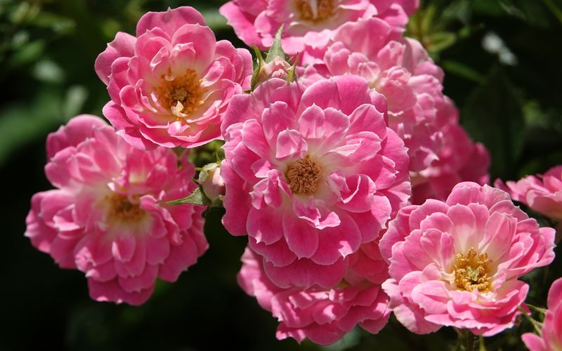 Polyanthas And Other Tough Performers Bring Beauty