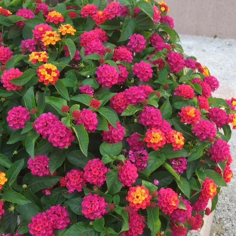 Use the Plant Without Overpromising
