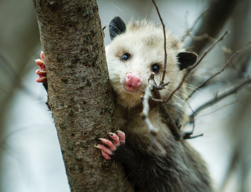 Do Not Turn An Opossum Into A Tick-Control Plan
