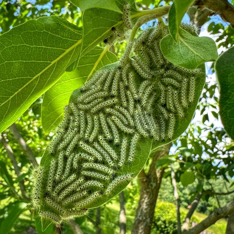 Most Hickory Tussock Sightings Do Not Need Spraying