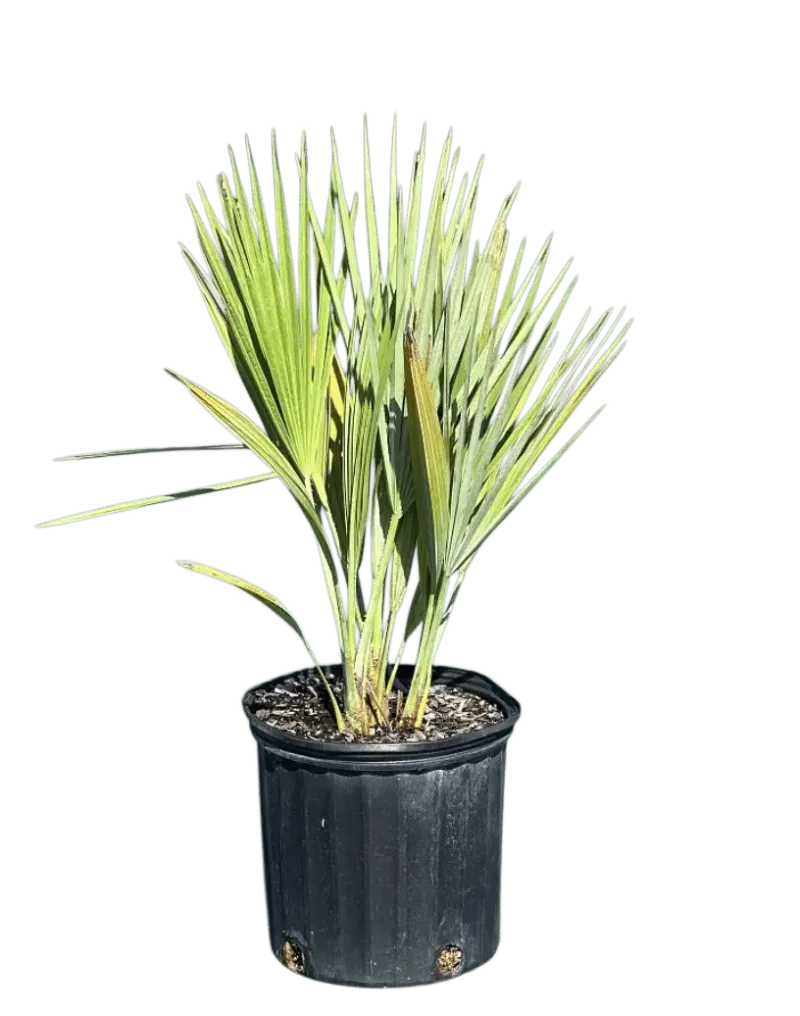 Care, Fertilizer, and a Responsible Purchase