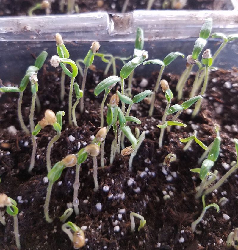 Test Untreated Seed Against Cold-Stratified Seed