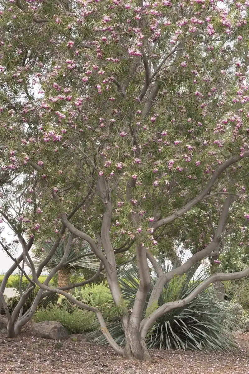 Desert Willow Brings Colorful Blooms To Dry Spaces