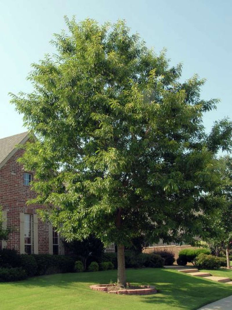 Chinkapin Oak Offers Broad Canopy For Many Regions