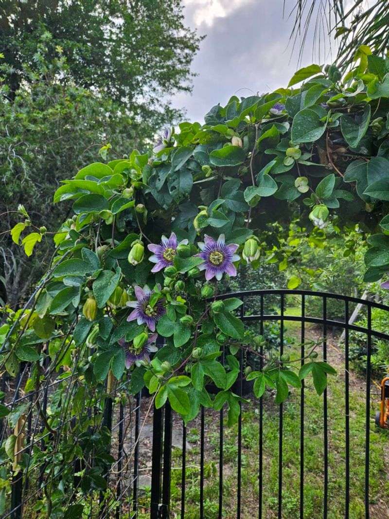 Passionflower Turns A Fence Into A Butterfly Stop