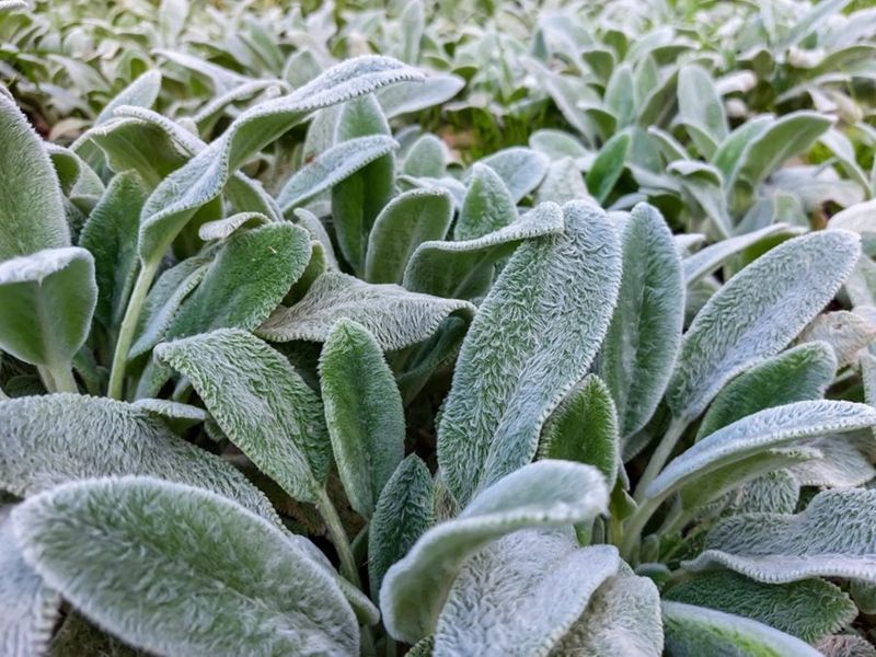 Why Deer Often Pass On The Fuzzy Leaves