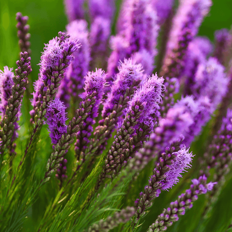 Blazing Star Brings Vertical Drama And Pollinator Power