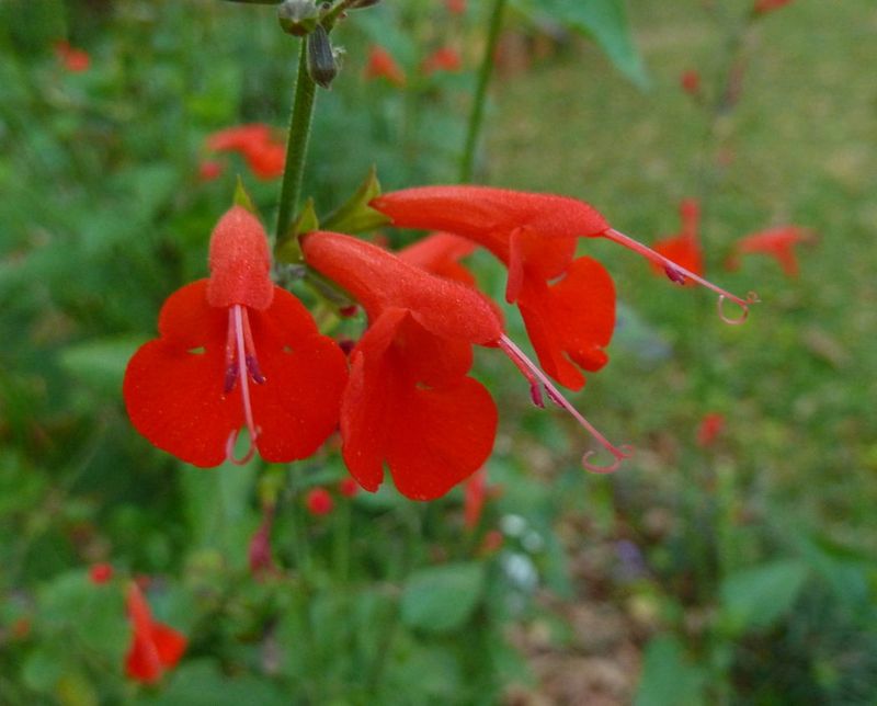Tropical Sage Blooms With Energetic Red Flags
