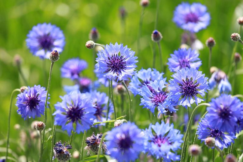 Bachelor's Buttons Pop With Early Spring Blue