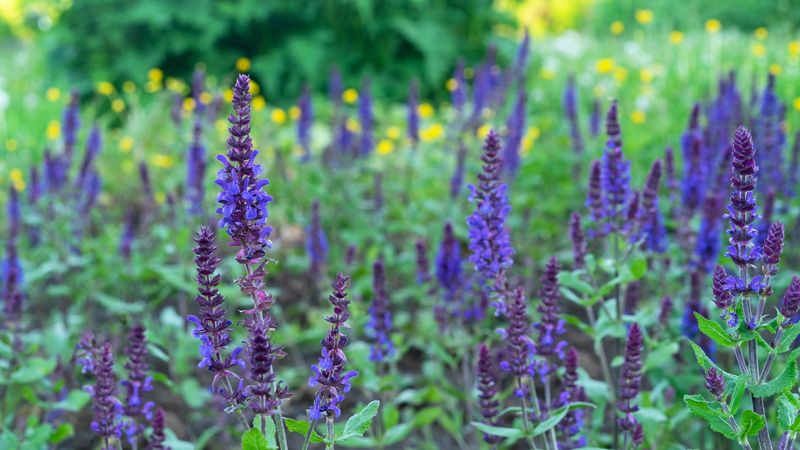 Identify the Salvia Before You Reach for Pruners