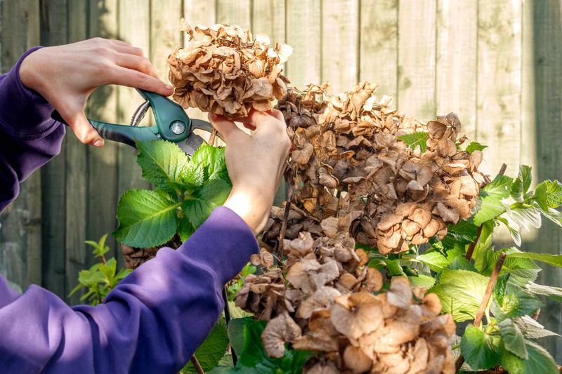 Deadheading Depends on the Cultivar