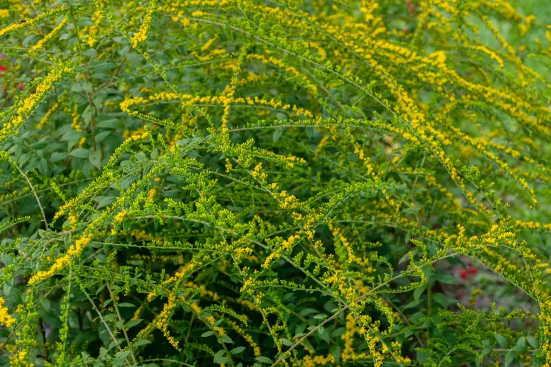 Match The Goldenrod To The Available Room
