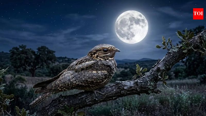 Moonlight Changes Activity And Detection
