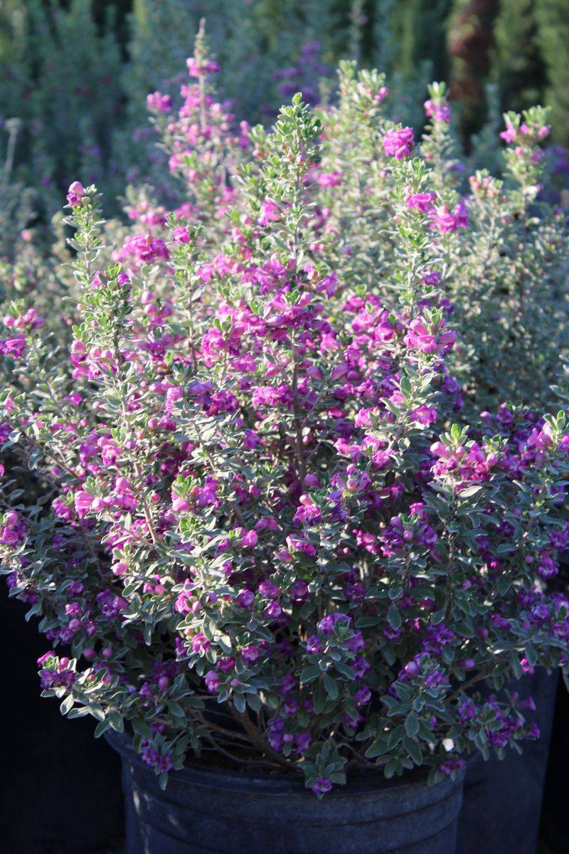 Texas Sage Offers A Silver Shield