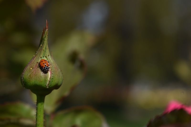 Let Lady Beetles Help Without Expecting a Miracle