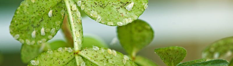 Anoles Cannot Reach Every Summer Pest