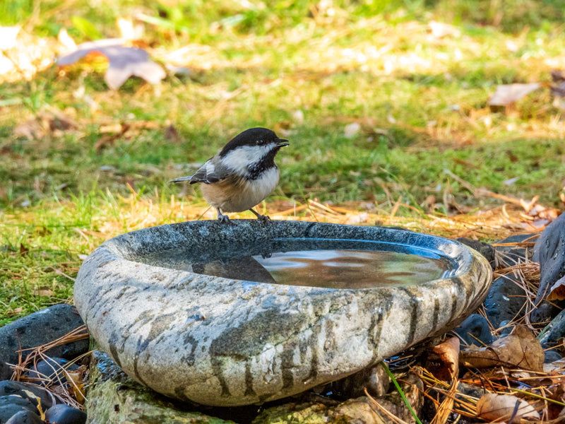 Fresh Water Turns Visitors Into Regulars