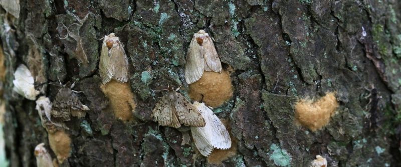 A Leafless Oak May Still Recover