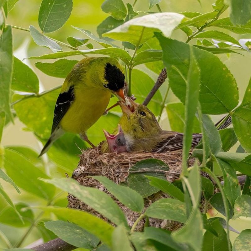Give The Nest A Shrub, Not A Birdhouse