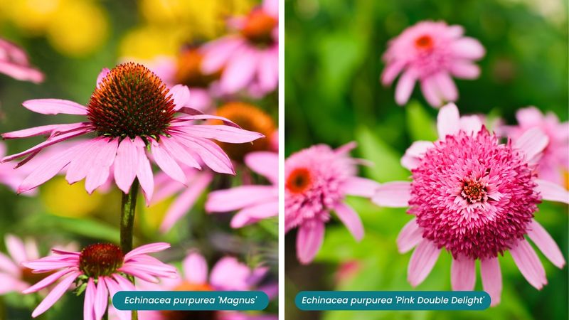 Flower Form and Site Shape the Food Supply